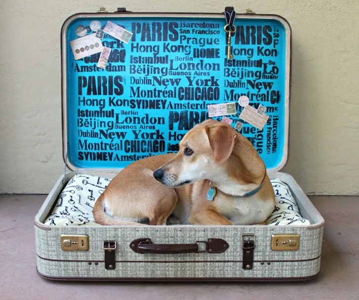 anciennes valises transformée en sac de couchage pour animaux